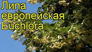 Липа европейская Эухлора (Euchlora). Краткий обзор, описание характеристик, где купить саженцы