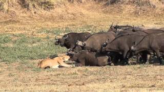 lioness holding the bufalo