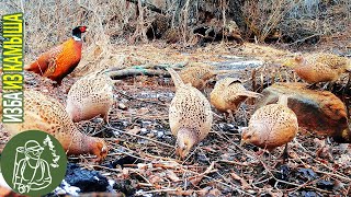 Фазанья ферма у Избы процветает ???? Зайцы на подходе Видео для расслабления