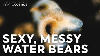 We Filmed Tardigrade Sex!
