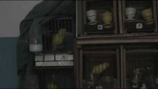 [Mazilu Adrian - Canari Roller - Constanta] Scoala de Canari Partea2