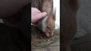 Хорошенькая белка / Pretty squirrel