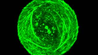 Time-lapse video of a cytoskeleton self-assembling over some 12 hours