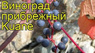 Виноград прибрежный Куанье. Краткий обзор, описание характеристик, где купить саженцы Kuane