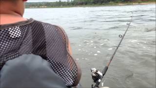 STRIPER fishing with umbrella rig on NUCANOE- 247 OutDoor Addiction