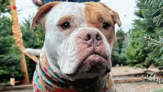 Moments before euthanasia, shelter dog gets brand new life