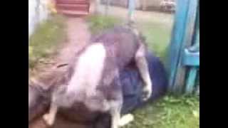 В рот и в зад flv 360p)