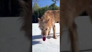 Snow Day in the Cheetah Yard - Cincinnati Zoo #shorts