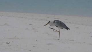 Цапля (Heron)
