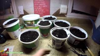 Comment partir ses semis de tomates à l'intérieur