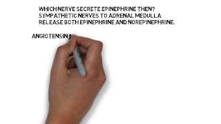 Vasoconstrictors norepinephrine, epinephrine and angiotensin | DNMS