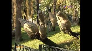 Сочинский "Дендрарий" готовится к холодам