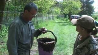 Včelnica v máji 2011 - Apiary in may 2011