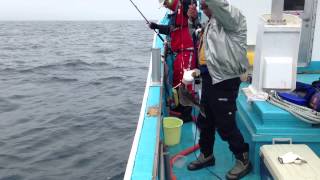 カレイ釣り　北海道枝幸郡枝幸町岡島漁港　幸進丸　No.3