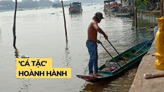 Ngán ngẩm "cá tặc" trên kênh Nhiêu Lộc: Cá chép chưa kịp về trời đã bị... bắt sống