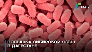 В Дагестане произошла вспышка сибирской язвы
