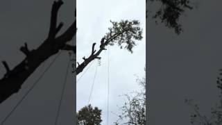 Спил деревьев ☎ 603-909 тюмень