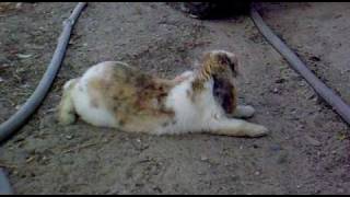 Conejo paseando