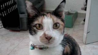 cat in heat