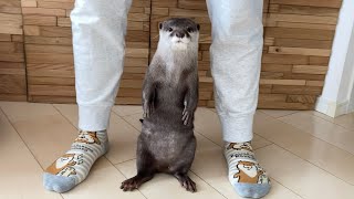 人間の真似をしたがるお茶目なカワウソが子供みたいで可愛い A mischievous otter that likes to imitate humans