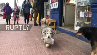 Meet Laurita, the Chilean dog who goes shopping for her own food