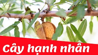 Dạy bé học nhận biết cây hạnh nhân | Dạy trẻ thông minh sớm
