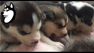 Weird Thing Happens While My Dog is Nursing