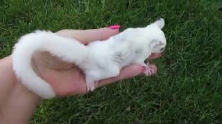 Sugar Glider Joey Playing Outside