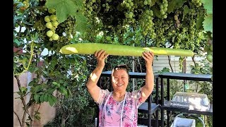 4 英尺長大蒲瓜- 夏天收成-鮮嫩可口
