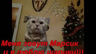 Кот с воздушным шариком)) Котик прячет шарики))Главный котик страны!!!