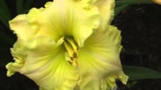 Лилейник daylily SHAMROCK DEW