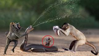 Amazingly Intelligent Monkeys Save Rodent Mouse From Snake Hunting | Prey Escapes Predato
