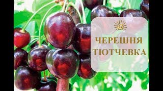 ЧЕРЕШНЯ - ТЮТЧЕВКА/ПОСАДКА ПЛОДОВЫХ ДЕРЕВЬЕВ/ДАЧА И САД