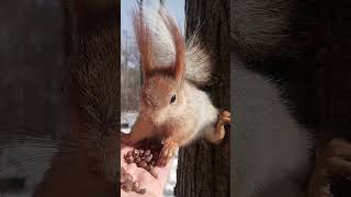 Балерина ест орешки / Ballerina eats nuts