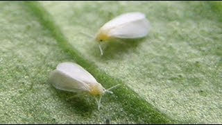 How To Build A Simple White Fly Trap And Identify White Flies