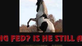 STOLEN HORSE PLEASE HELP