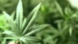 La Legalización de la marihuana llega a ESPAÑA