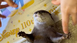 テレビはCM飛ばす派の猫とオイルマッサージにはしゃぐカワウソ Cat Watching TV and otter frolicking in oil massage