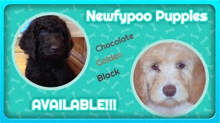 Newdle-Newfypoo Puppies For Sale 719.320.7146 Call now for Cutest Newfoundland Poodle Mix puppies