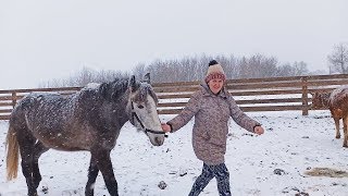 РАСШИРЯЕМ ХОЗЯЙСТВО! ГОСТИ, ПОДАРКИ, ЛОШАДИ.....
