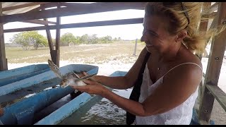 Abandoned in PARADISE.Turtle Sanctuary.  Sailing Ocean Fox #69