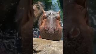 Watermelon - a hippopotaMUST #shorts