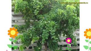 Робиния лжеакация Твисти Беби. Краткий обзор, описание robinia pseudoacacia Twisty Baby
