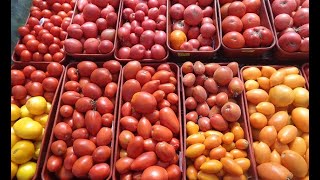 Посев томатов. Мастер - класс для начинающих. Ольга Чернова
