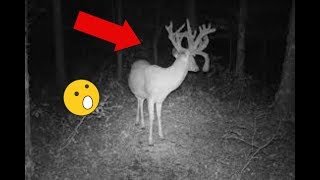 Trail camera checking!!!! S1/E1