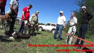 Выставка гончих Кубанская осень 2016 выжловки ст. возростная