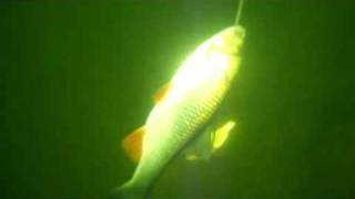 Подводная охота Дуплет. Spearfishing.Записки охотника