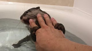 涼しくなって来た夜にカワウソとお風呂入ったら入浴後トラブルが 笑 After bathing with an otter