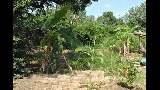 Diola Batiyaye