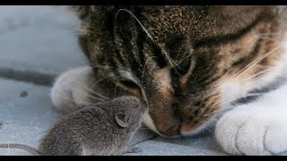 Парень завёл кота, чтобы избавиться от мыши, но что-то пошло не так.